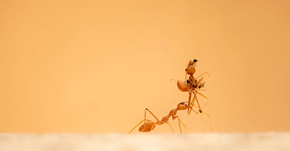 découvrez comment identifier et éliminer une invasion de fourmis rapidement et efficacement grâce à nos conseils pratiques et solutions adaptées.