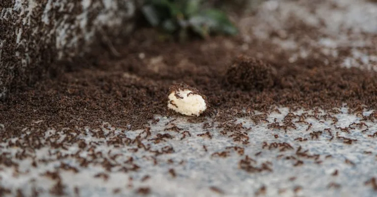 découvrez comment identifier, prévenir et éliminer une invasion de fourmis dans votre maison grâce à nos conseils pratiques et efficaces.