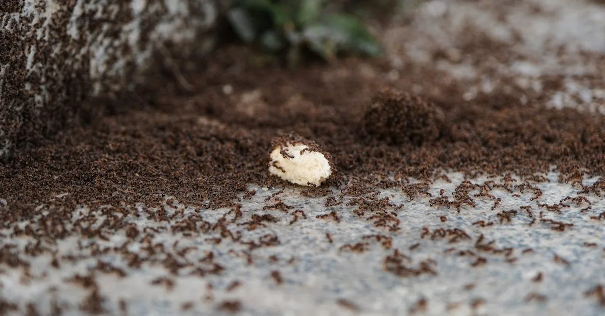 découvrez comment identifier, prévenir et éliminer une invasion de fourmis dans votre maison grâce à nos conseils pratiques et efficaces.