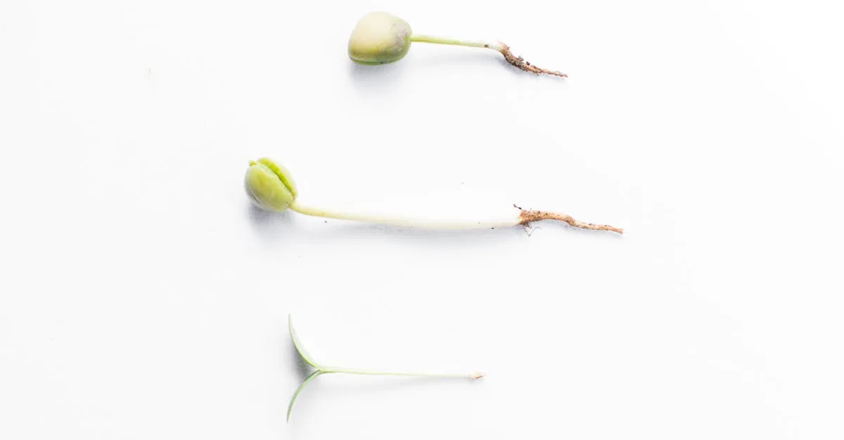 découvrez les meilleures techniques pour la germination des graines de mangue et cultivez facilement votre propre arbre de mangue.