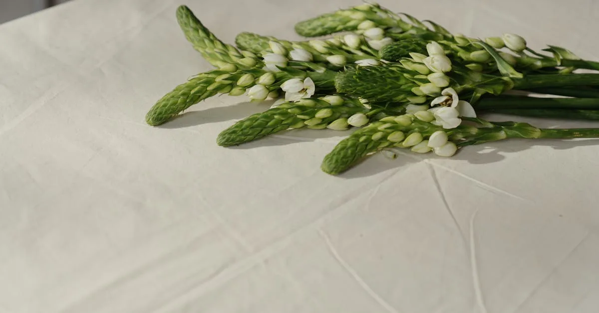 découvrez l'ornithogalum dubium, une plante aux fleurs éclatantes orange, idéale pour embellir votre jardin ou intérieur avec une touche de couleur vive et exotique.