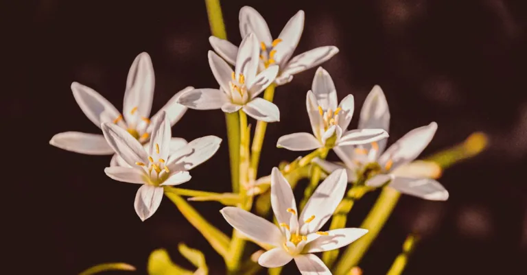 découvrez l'ornithogalum dubium, une plante à fleurs vibrantes et facile à cultiver, parfaite pour égayer votre jardin ou votre intérieur.