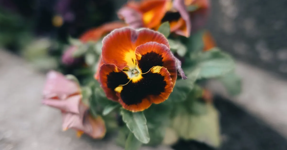 découvrez comment optimiser la densité de plantation des pensées pour un jardin coloré et florissant tout au long de la saison.