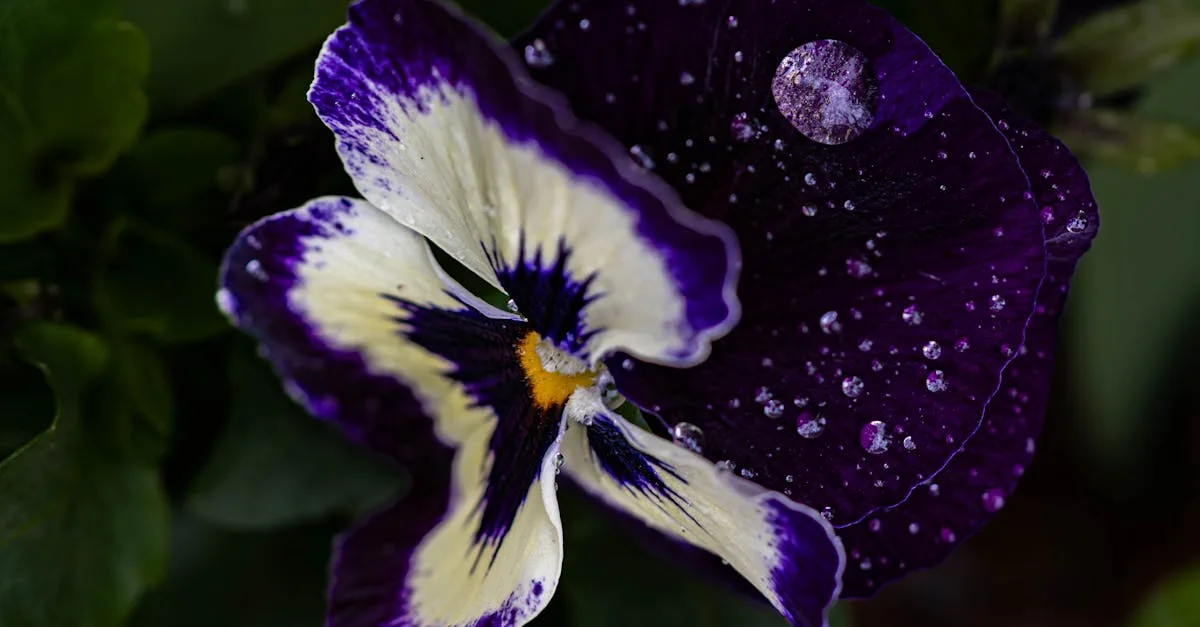 découvrez comment optimiser la densité de plantation des pensées pour un jardin coloré et florissant toute la saison.