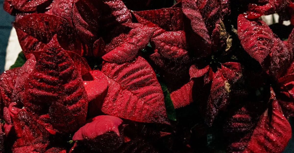 découvrez pourquoi votre poinsettia devient rouge et comment entretenir cette plante festive pour qu'elle reste éclatante tout au long de la saison.