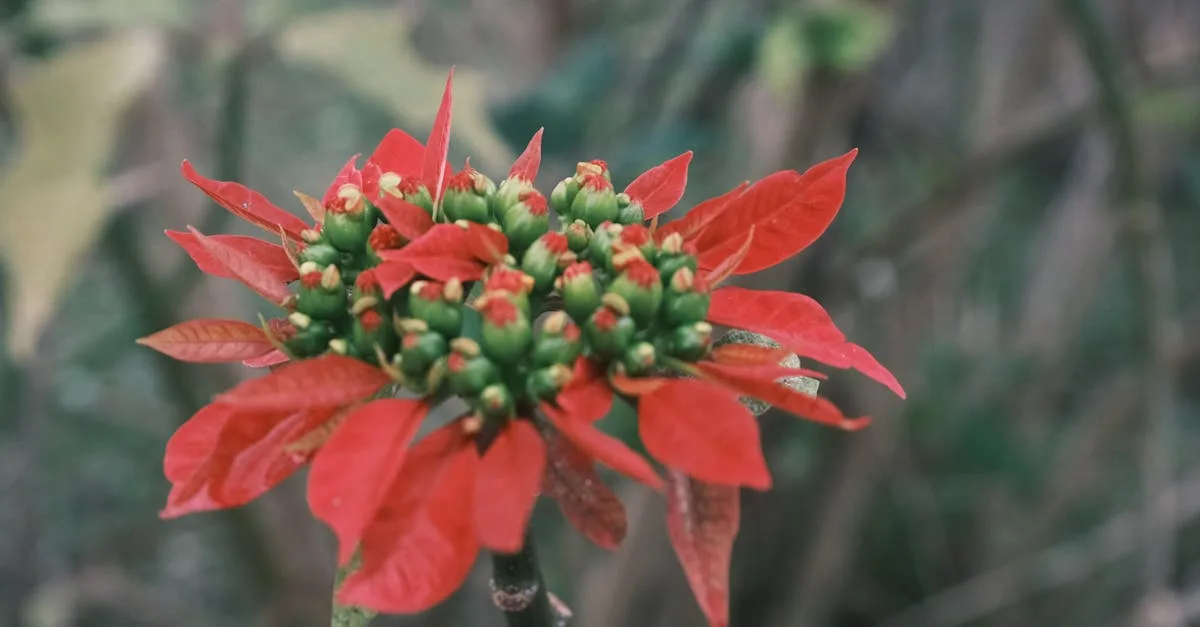 découvrez comment et pourquoi le poinsettia développe sa couleur rouge éclatante, conseils d'entretien et astuces pour sublimer cette plante festive.