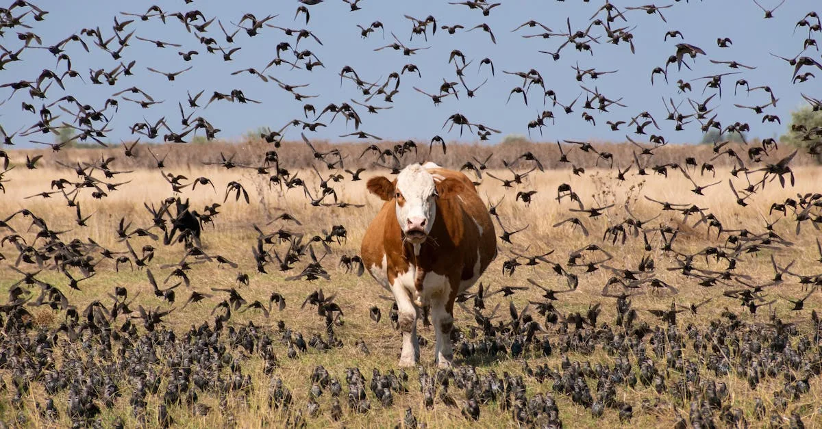 période de migration des étourneaux : découvrez les périodes clés, les itinéraires migratoires et les comportements fascinants de ces oiseaux lors de leurs déplacements saisonniers.