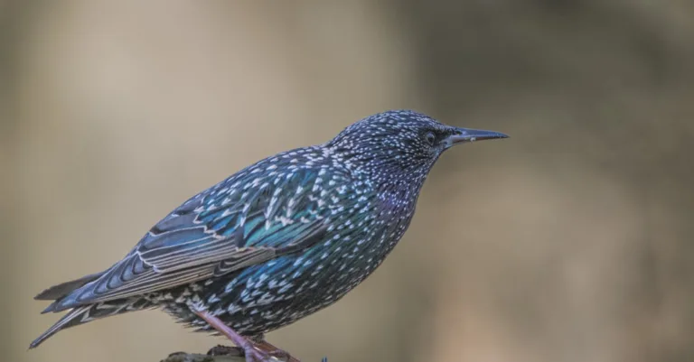 découvrez la période de migration des étourneaux, leurs trajets saisonniers fascinants et les comportements migratoires de ces oiseaux remarquables.