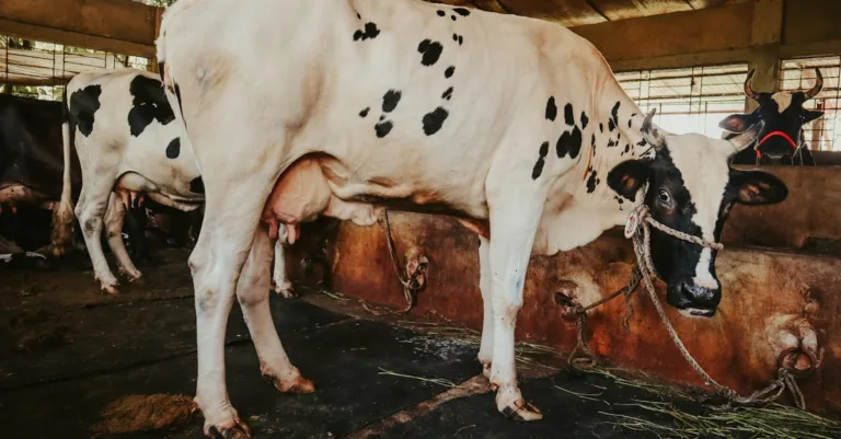 découvrez les prix actuels des bovins, les tendances du marché et les conseils pour acheter ou vendre des vaches au meilleur prix.