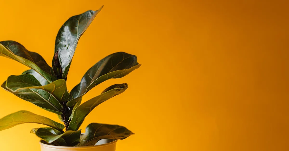 découvrez la durée de vie du ficus ginseng et apprenez comment prendre soin de cette plante d’intérieur pour qu’elle reste belle et saine pendant de nombreuses années.