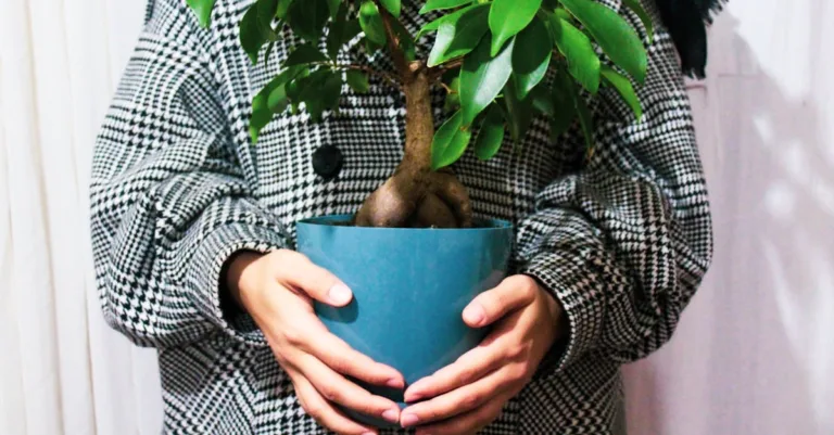 découvrez la durée de vie du ficus ginseng et apprenez comment prendre soin de cette plante d'intérieur unique pour qu'elle reste en bonne santé pendant de nombreuses années.