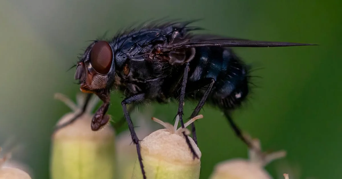 découvrez tout sur cet insecte noir volant : caractéristiques, habitat et comportement détaillés.