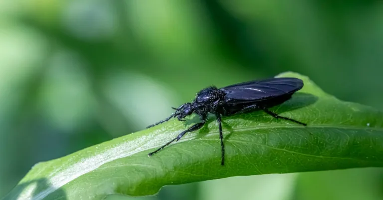 découvrez tout sur les insectes noirs volants, leur comportement, habitat et caractéristiques uniques.