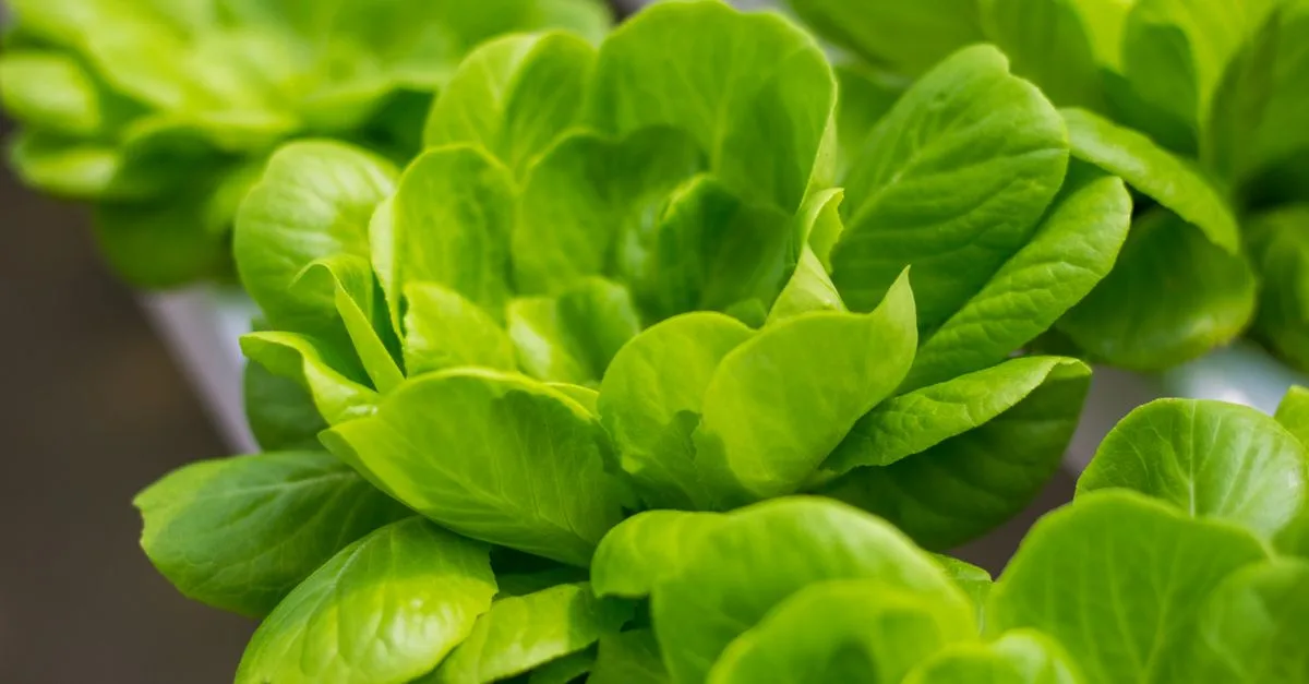 découvrez l'aquaponie, un système durable combinant aquaculture et culture hydroponique pour une production écologique et efficace de légumes et poissons.