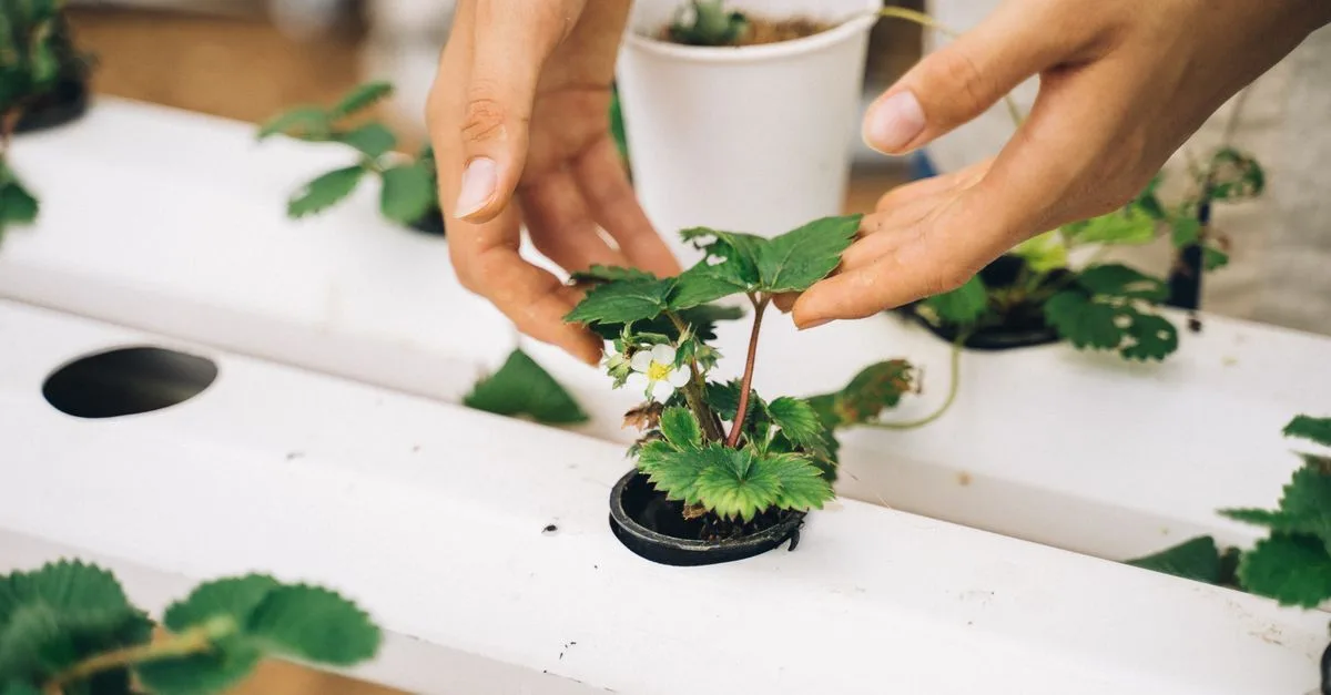 découvrez l'aquaponie, un système innovant combinant aquaculture et hydroponie pour cultiver légumes et poissons de manière écologique et durable.