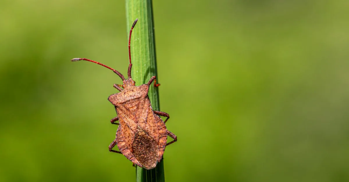 découvrez la signification des insectes bruns et leur symbolisme dans différentes cultures.