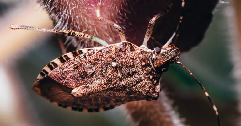 découvrez la signification des insectes bruns et ce qu'ils symbolisent dans différentes cultures et contextes.