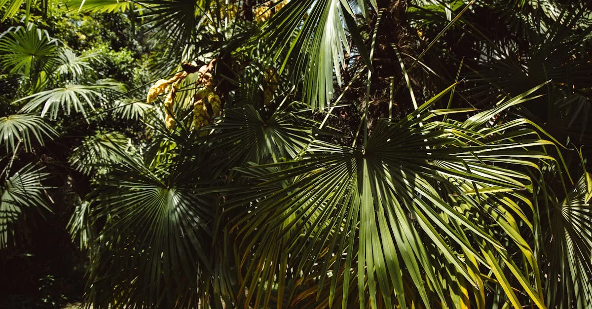 découvrez le chamaerops humilis, une palme méditerranéenne rustique et décorative, idéale pour apporter une touche exotique à votre jardin ou terrasse.