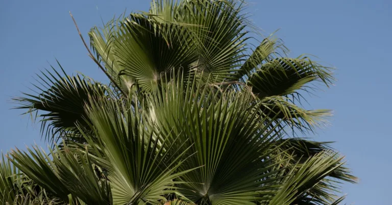 découvrez le chamaerops humilis, un palmier méditerranéen rustique parfait pour sublimer vos jardins et terrasses avec son feuillage décoratif et sa résistance au froid.