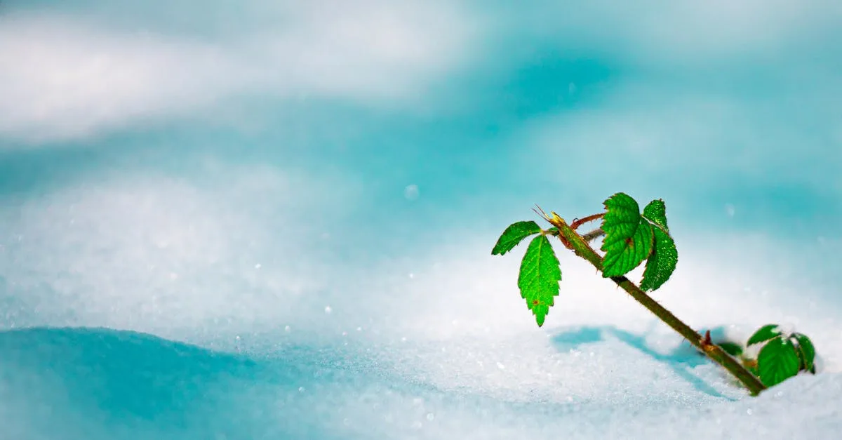 découvrez tout sur la résistance au froid des plantes et des cultures, leurs mécanismes d’adaptation et comment protéger vos végétaux des températures extrêmes.