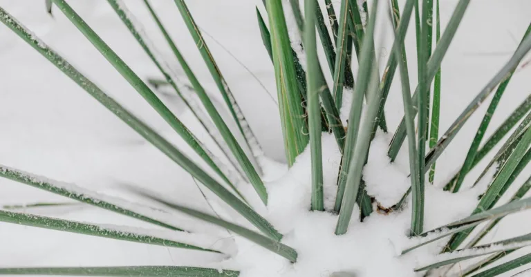 découvrez la tolérance au froid des plantes et des cultures, et apprenez comment protéger votre jardin des températures rigoureuses.