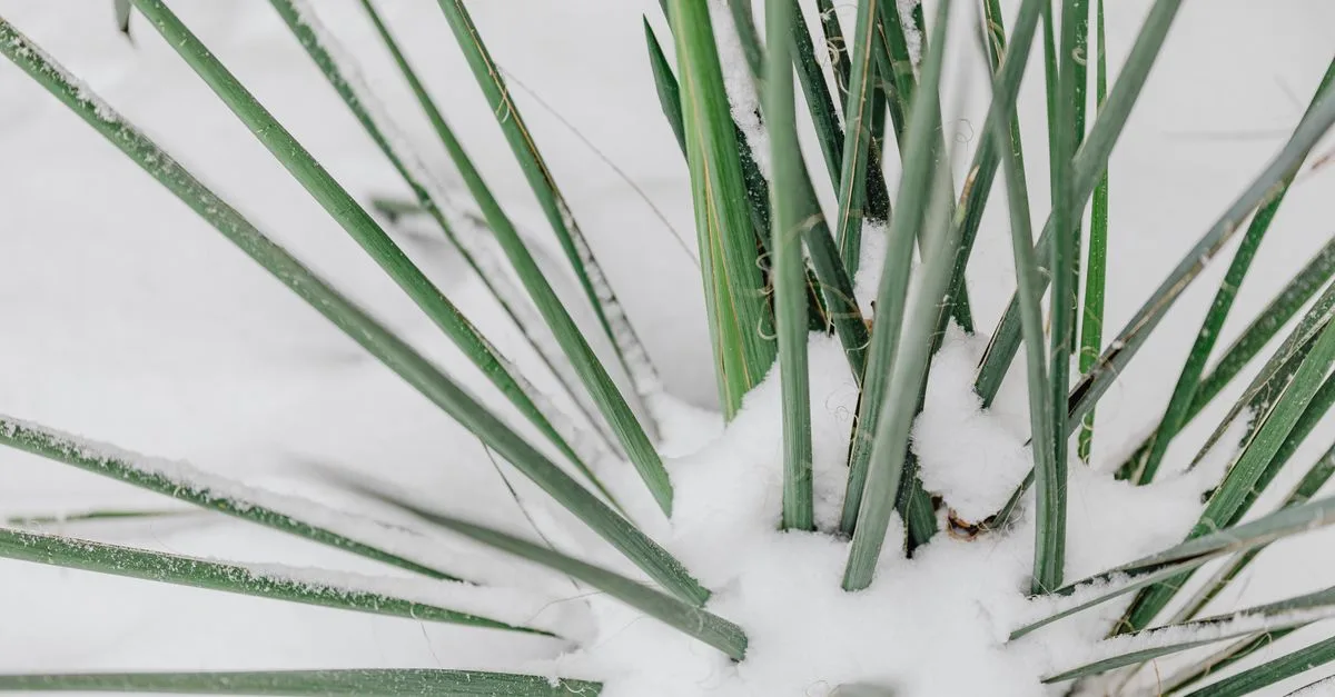 découvrez la tolérance au froid des plantes et des cultures, et apprenez comment protéger votre jardin des températures rigoureuses.