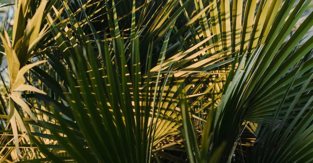 découvrez nos palmiers résistants au froid, parfaits pour embellir votre jardin même en hiver. plantes robustes et faciles à entretenir.