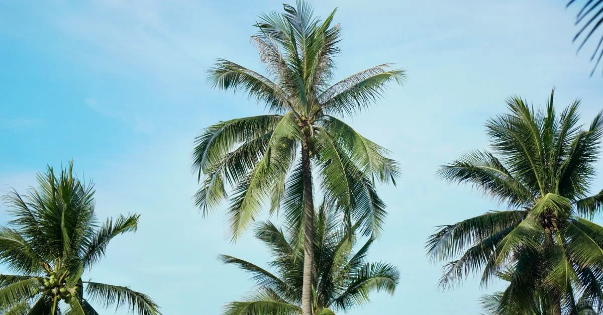 découvrez les inconvénients des palmiers, y compris leur entretien, leur impact environnemental et les problèmes potentiels liés à leur croissance.