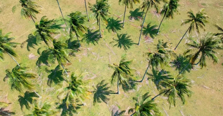 découvrez les inconvénients des palmiers, y compris leur entretien, leur impact environnemental et les défis liés à leur culture.