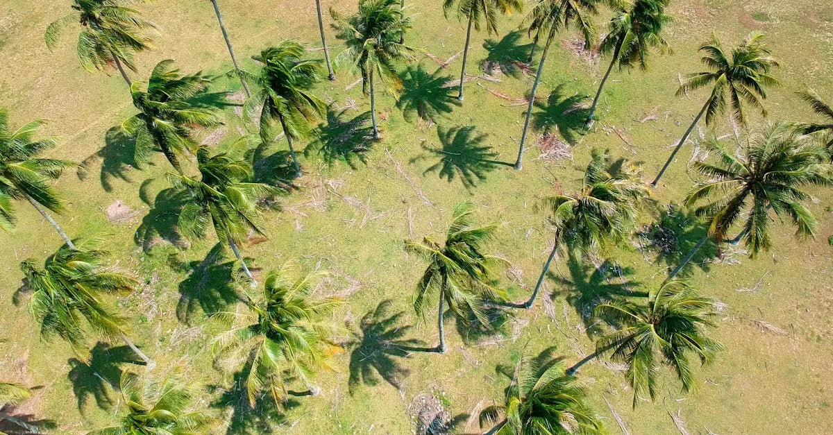 découvrez les inconvénients des palmiers, y compris leur entretien, leur impact environnemental et les défis liés à leur culture.