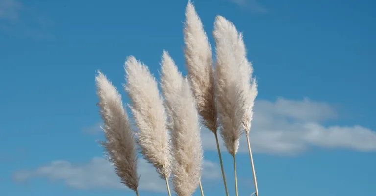 découvrez les raisons et les conséquences de l'interdiction des herbes de la pampa en france, une mesure visant à protéger la biodiversité et prévenir les risques environnementaux.