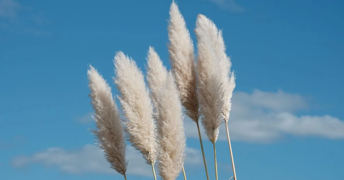 découvrez les raisons et les conséquences de l'interdiction des herbes de la pampa en france, une mesure visant à protéger la biodiversité et prévenir les risques environnementaux.