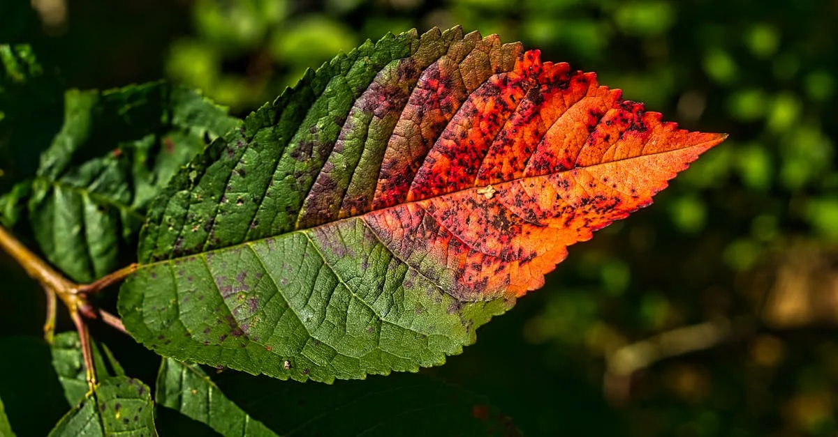 découvrez comment identifier et traiter les maladies du photinia pour maintenir vos plantes en bonne santé et un jardin éclatant.
