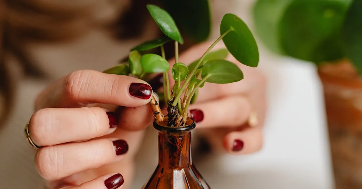 découvrez les meilleures méthodes pour la propagation du photinia afin d'obtenir de beaux plants sains et vigoureux dans votre jardin.