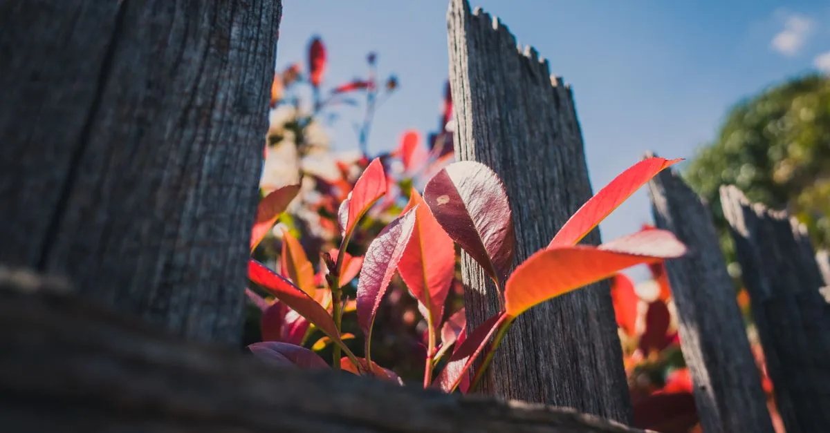 découvrez les méthodes efficaces pour la multiplication du photinia et réussir sa propagation en toute simplicité.