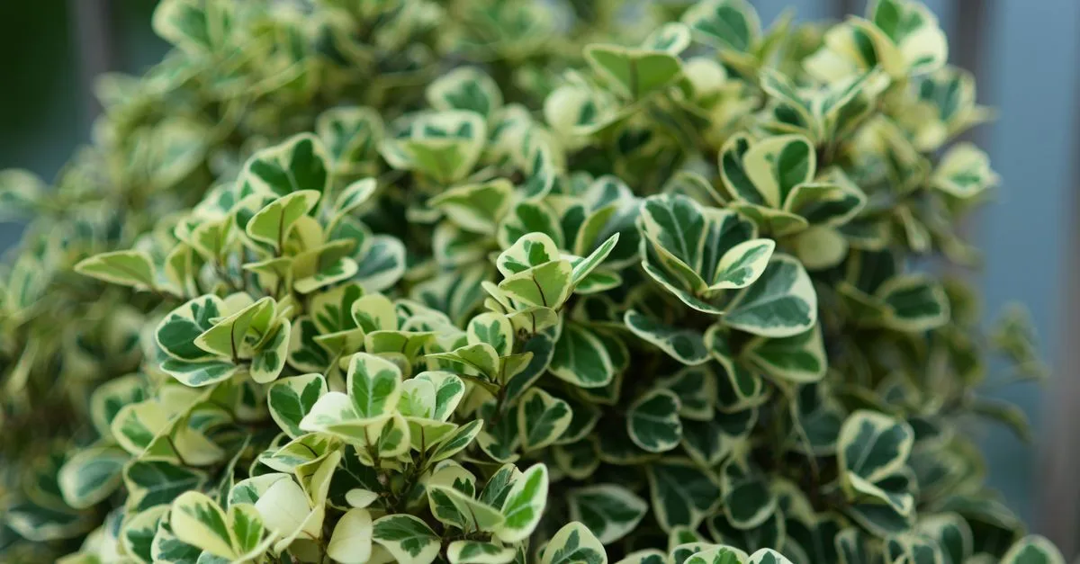 découvrez le pittosporum, un arbuste ornemental idéal pour vos haies et jardins, apprécié pour son feuillage dense et parfumé.