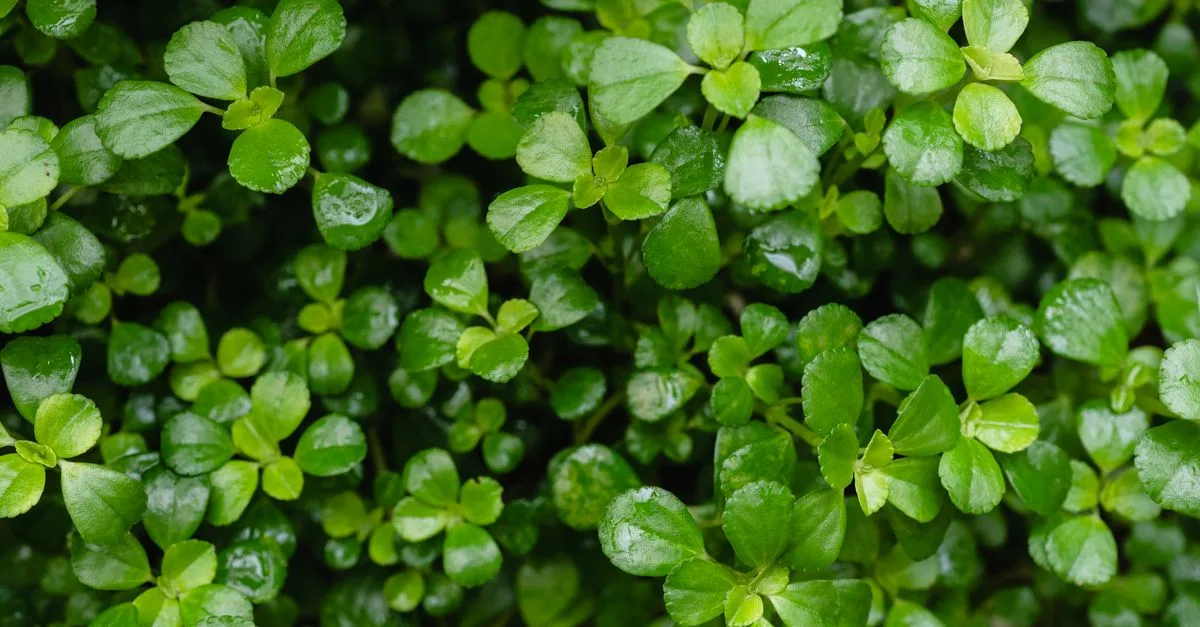 découvrez le pittosporum, un arbuste ornemental aux feuilles brillantes et parfumées, idéal pour haies et jardins fleuris. facile à entretenir et résistant, il apportera une touche de verdure élégante à votre espace extérieur.
