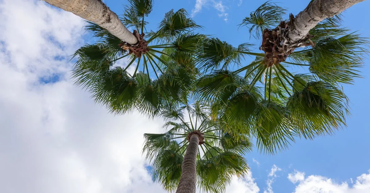découvrez la washingtonia robusta, un palmier élégant et rustique, idéal pour apporter une touche exotique et durable à vos jardins et espaces extérieurs.