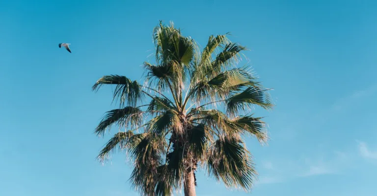 découvrez washingtonia robusta, un palmier majestueux connu pour sa croissance rapide et son feuillage spectaculaire, idéal pour embellir vos jardins et espaces extérieurs.