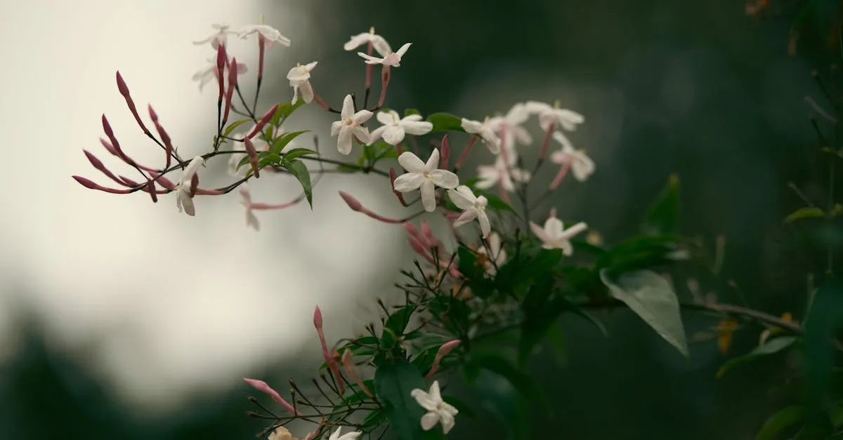 le jasmin d'hiver est une plante grimpante ou arbustive offrant de magnifiques fleurs jaunes parfumées en plein hiver, idéale pour égayer votre jardin pendant les mois froids.