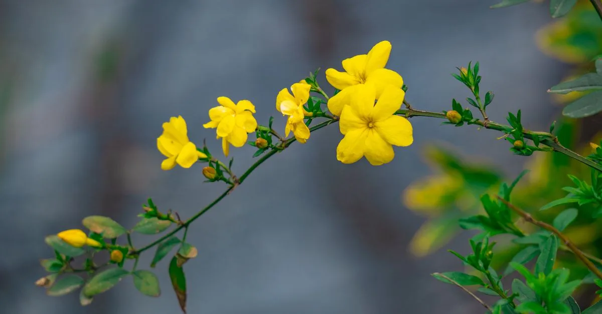 le jasmin d'hiver est une plante grimpante parfumée, idéale pour égayer votre jardin durant les mois froids avec ses fleurs jaunes éclatantes.
