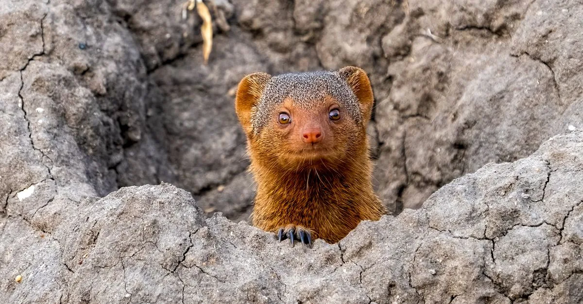 découvrez comment identifier et protéger votre jardin contre les animaux qui creusent des trous, avec des conseils efficaces pour préserver vos plantes et espaces verts.