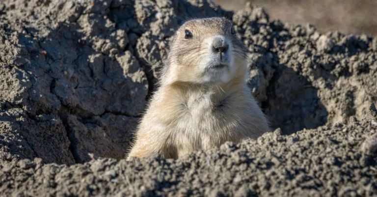 découvrez comment identifier et gérer les animaux qui font des trous dans votre jardin pour protéger vos plantes et espaces verts.