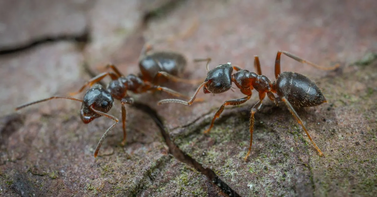découvrez tout sur les fourmis : leur organisation sociale, leurs habitats, espèces et comportements fascinants.