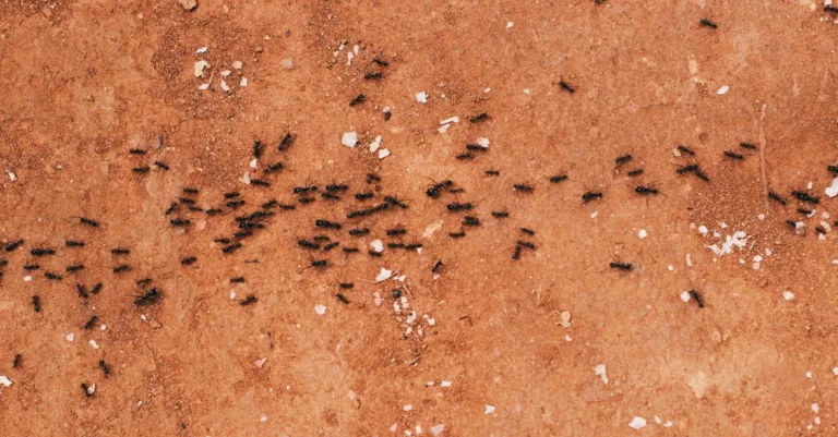 découvrez tout sur les fourmis : leur comportement, habitats, espèces et leur rôle essentiel dans l'écosystème.