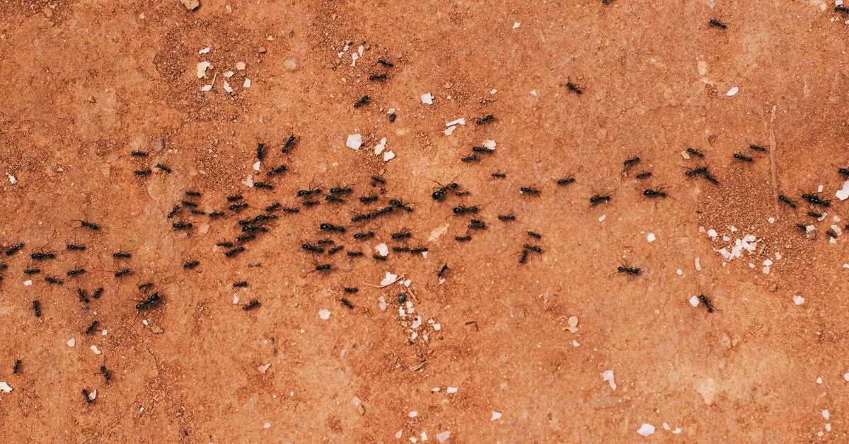 découvrez tout sur les fourmis : leur comportement, habitats, espèces et leur rôle essentiel dans l'écosystème.