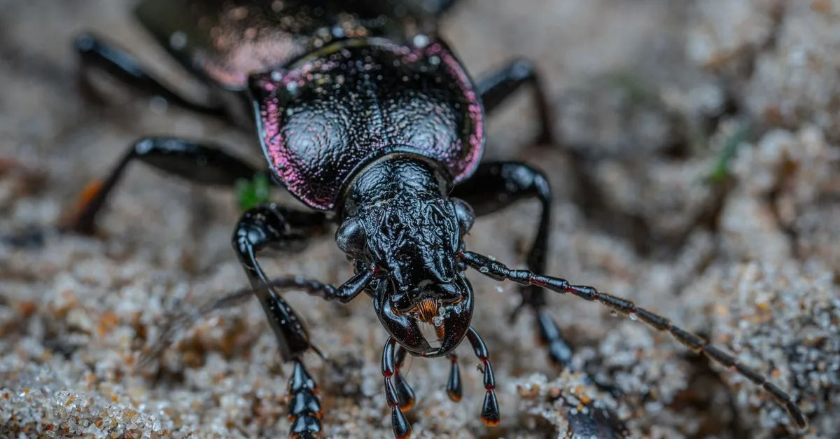 découvrez tout sur le scarabée noir, ses caractéristiques, son habitat et son rôle important dans l'écosystème.