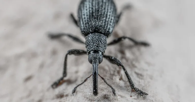 découvrez tout sur le scarabée noir, ses caractéristiques, son habitat et son rôle écologique.