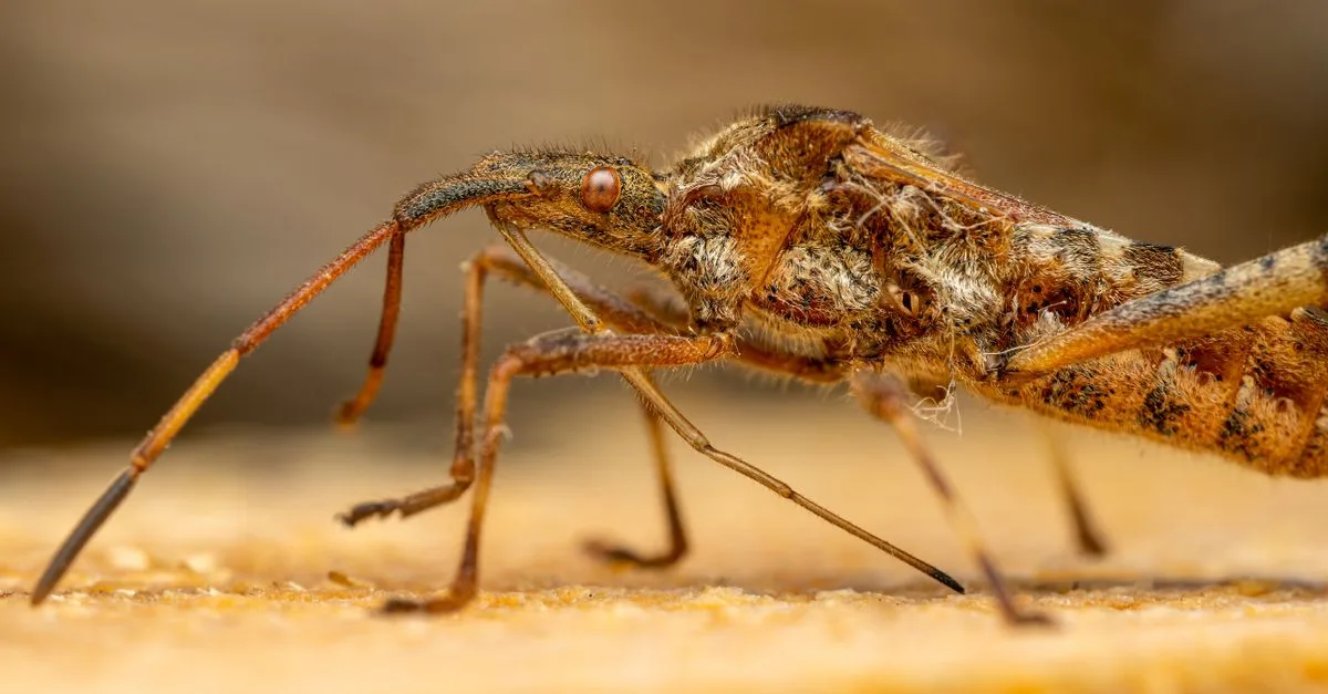 découvrez tout sur le brown bug, cet insecte brun commun, son habitat, son comportement et comment le reconnaître facilement.
