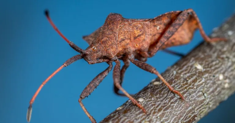 découvrez tout sur le brown bug, un insecte fascinant souvent rencontré dans nos jardins. apprenez à l'identifier, comprendre son comportement et savoir comment le gérer efficacement.